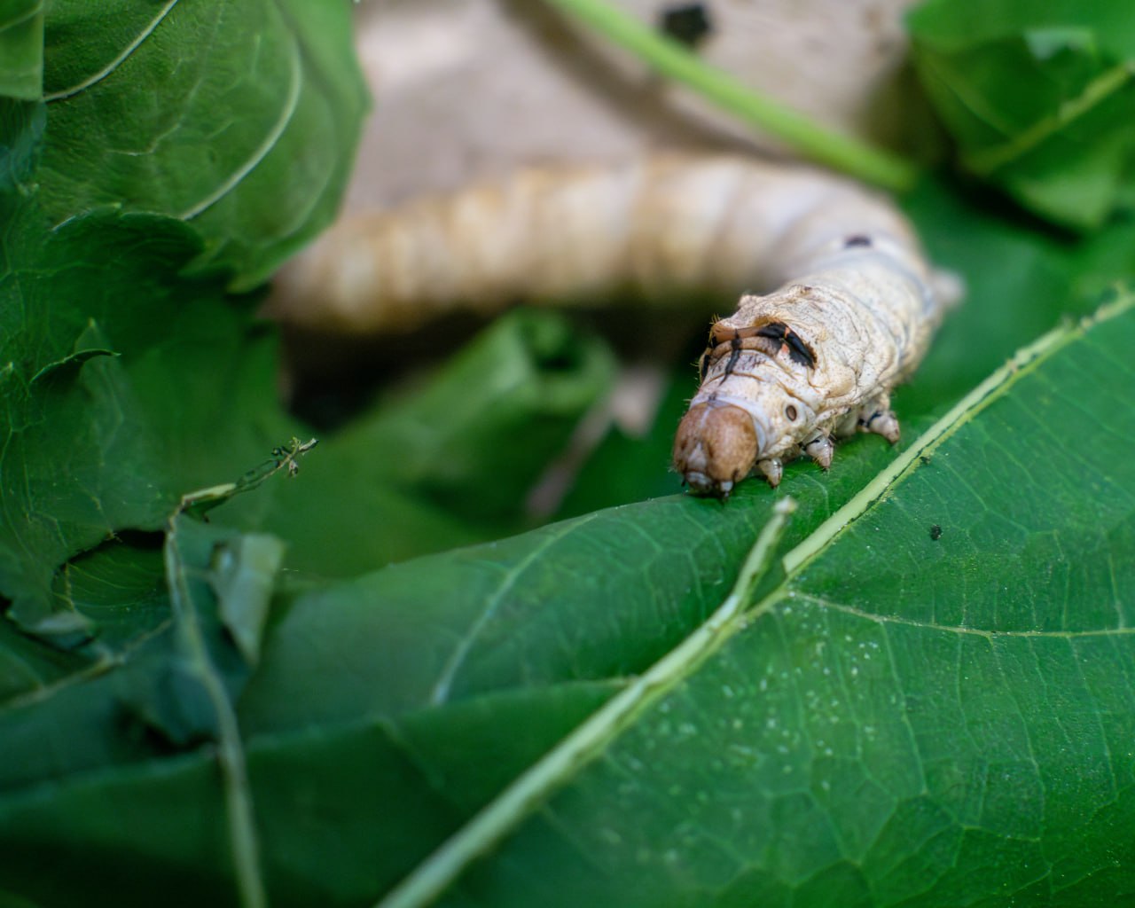 Emprendimiento Sedavid, en el Barrio Chino de La Habana 