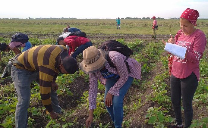 Contramaestre, proyecto de cooperaión Agro Frutales